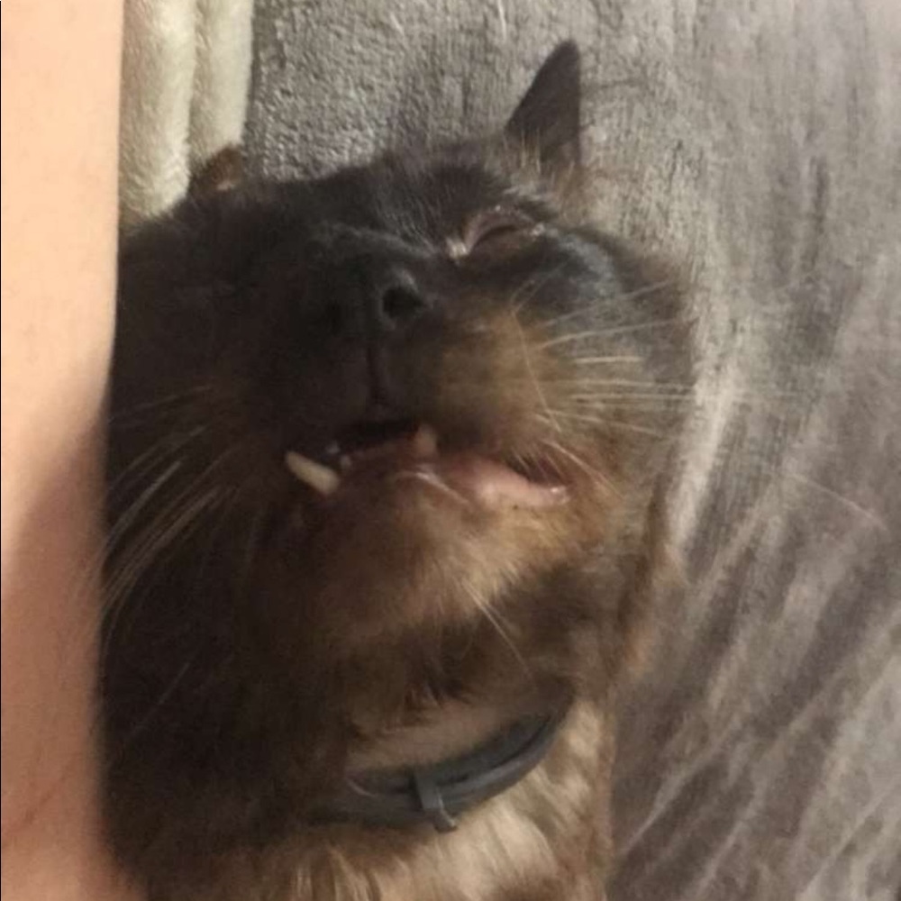 Meet your Posher, Garbanzo